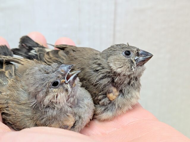 久々にやって来ました!ジャンボキンカ鳥ヒナ〜ズ ジャンボキンカチョウ