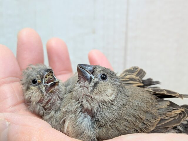 久々にやって来ました!ジャンボキンカ鳥ヒナ〜ズ ジャンボキンカチョウ