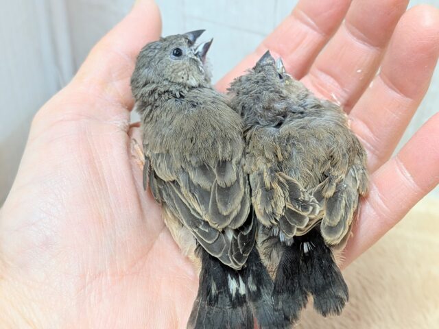 久々にやって来ました!ジャンボキンカ鳥ヒナ〜ズ ジャンボキンカチョウ