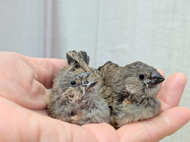 久々にやって来ました!ジャンボキンカ鳥ヒナ〜ズ ジャンボキンカチョウ