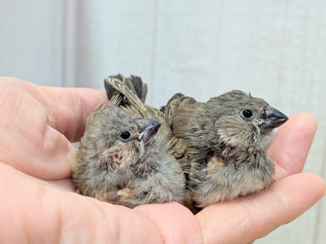 久々にやって来ました!ジャンボキンカ鳥ヒナ〜ズ ジャンボキンカチョウ