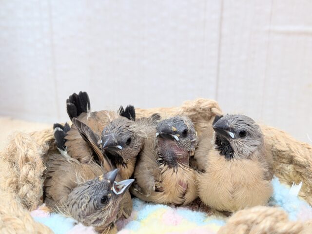 最新画像あります!ヒナの時から美形さん💖シュバシキンセイチョウヒナさん来ました〜 シュバシキンセイチョウ