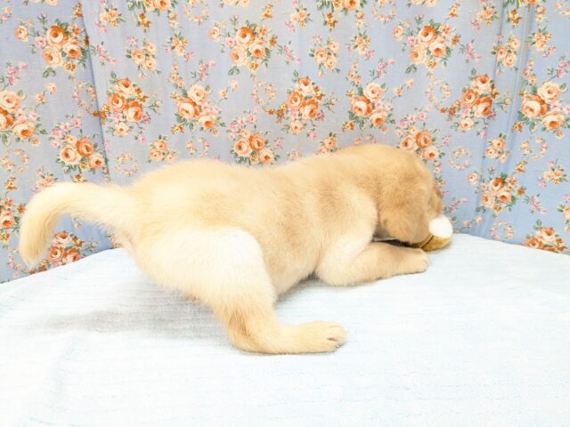 ラブラドール