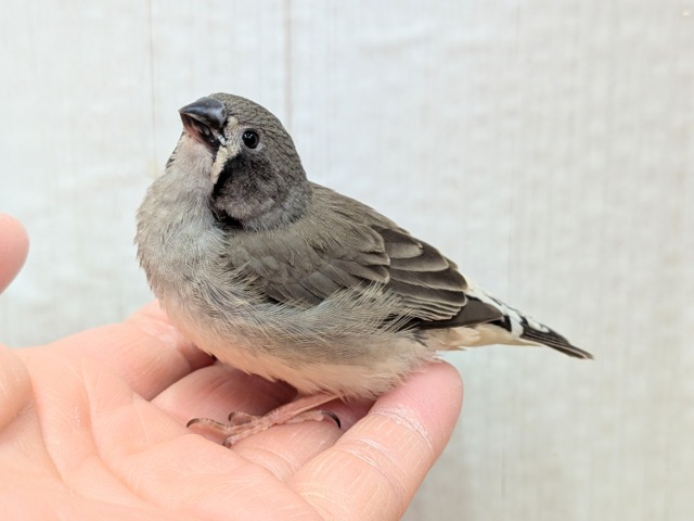 黒いほっぺがチャームポイント✨キンカ鳥ヒナさんブラックチーク🖤 錦花鳥(キンカチョウ)