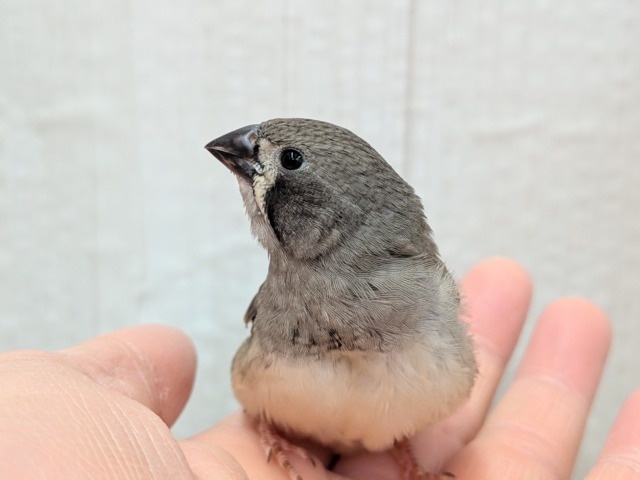 黒いほっぺがチャームポイント✨キンカ鳥ヒナさんブラックチーク🖤 錦花鳥(キンカチョウ)