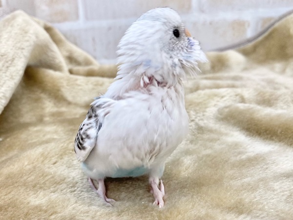 最新画像!春、ハル、はる♨~~セキセイインコ ハルクイン~~ セキセイインコ