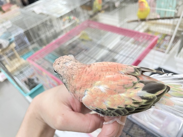 薔薇のように美しいカラーの鳥さんがやってきましたよ〜🌹🌹 アキクサインコ(ローズ) アキクサインコ(秋草インコ)