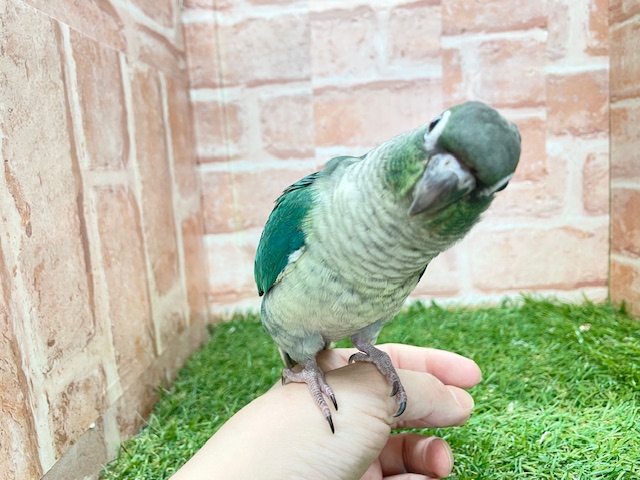 青色の美鳥ちゃん登場🔥🔥🔥 ホオミドリウロコインコの“ブルー”カラー☆ ウロコインコ