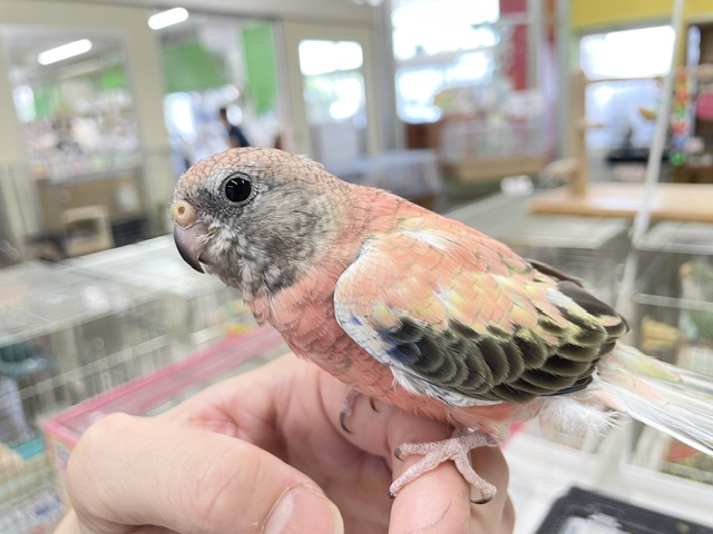 薔薇のように美しいカラーの鳥さんがやってきましたよ〜🌹🌹 アキクサインコ(ローズ) アキクサインコ(秋草インコ)