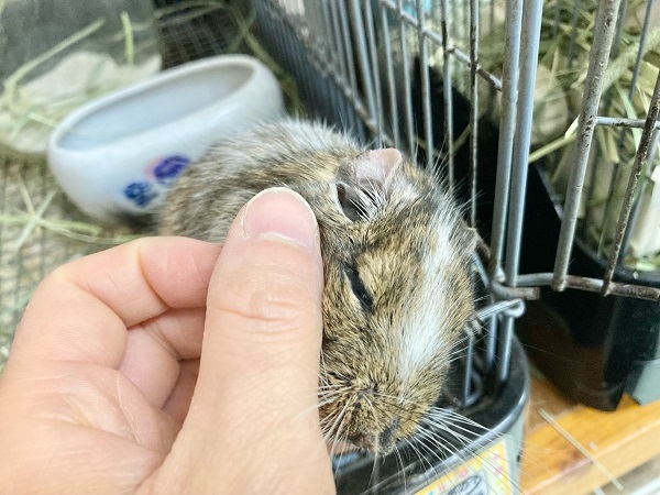 最新画像!デグー(パイド) カキカキ大好き♪BIGボディな男の子! デグー