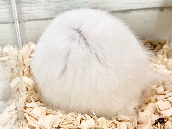 最新画像!セーブルハムスター(バンデット) 丸まってると雪だるまみたい♪ ゴールデンハムスター