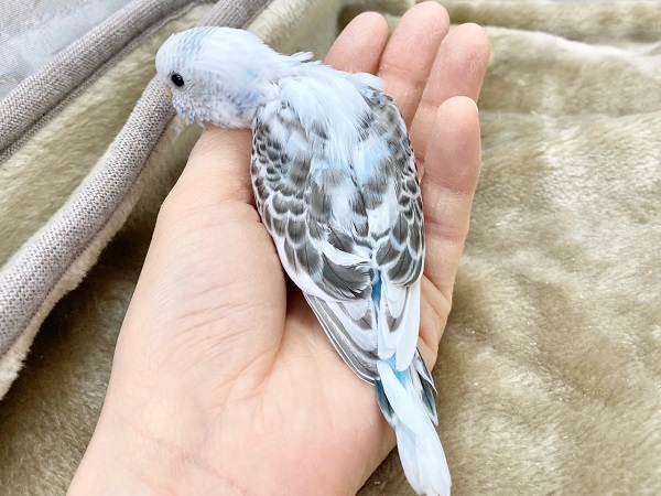 最新画像!春、ハル、はる♨~~セキセイインコ ハルクイン~~ セキセイインコ