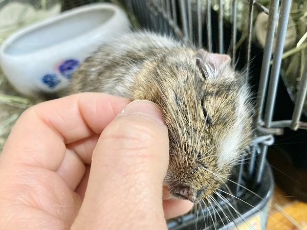 最新画像!デグー(パイド) カキカキ大好き♪BIGボディな男の子! デグー