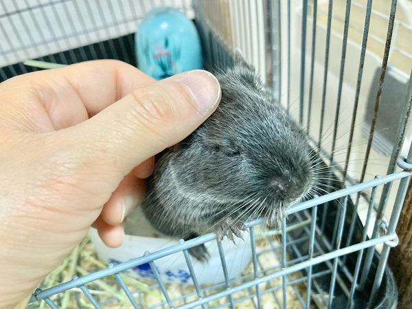 ちょっとだけ最新画像!デグー(バイオレット) 女の子 なでなでされるととろけちゃう! デグー