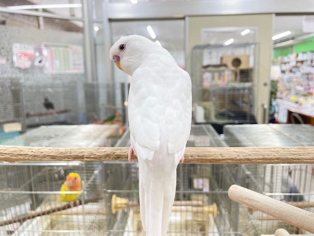 真っ白ボディに赤目が魅力的💗💗💗 セキセイインコ(アルビノ) セキセイインコ