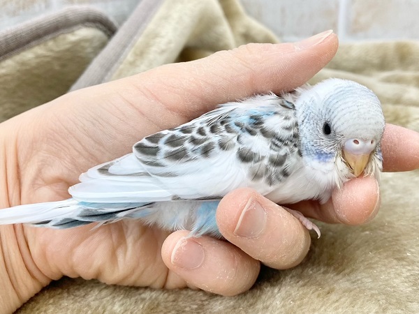最新画像!春、ハル、はる♨~~セキセイインコ ハルクイン~~ セキセイインコ