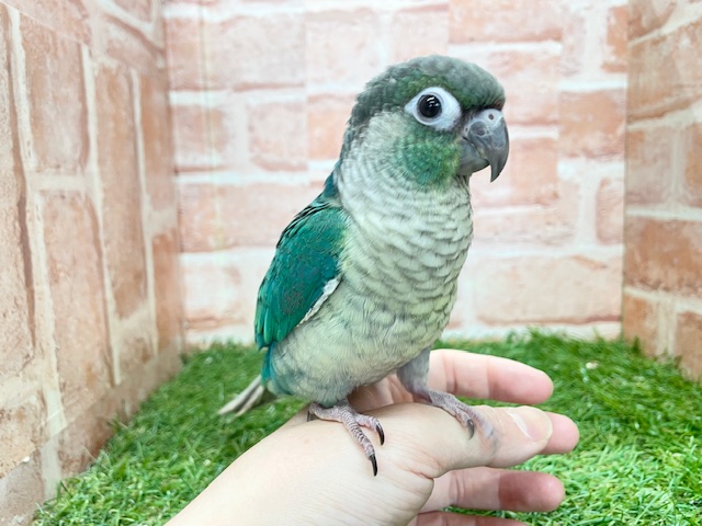 青色の美鳥ちゃん登場🔥🔥🔥 ホオミドリウロコインコの“ブルー”カラー☆ ウロコインコ