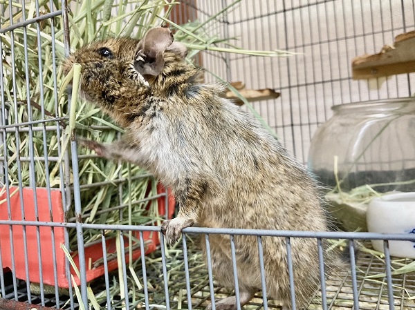 最新画像!デグー(パイド) カキカキ大好き♪BIGボディな男の子! デグー