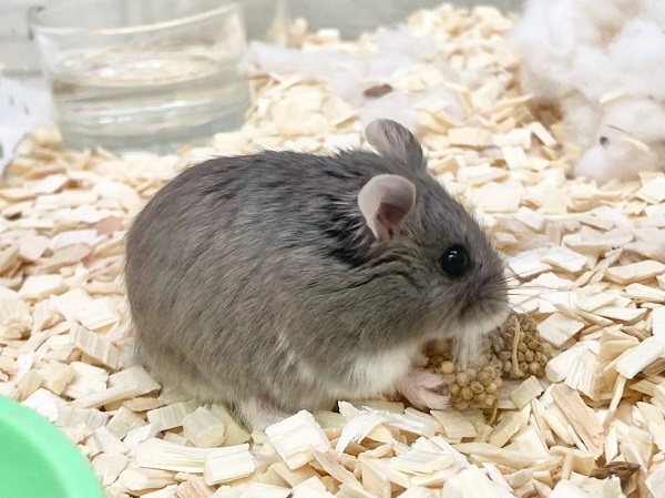 ロボロフスキーハムスター(ブルー) 男の子 ぱっちりおめめのかわいい子です! ロボロフスキーハムスター