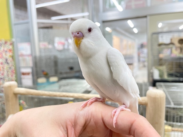真っ白ボディに赤目が魅力的💗💗💗 セキセイインコ(アルビノ) セキセイインコ