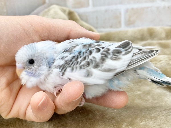 最新画像!春、ハル、はる♨~~セキセイインコ ハルクイン~~ セキセイインコ