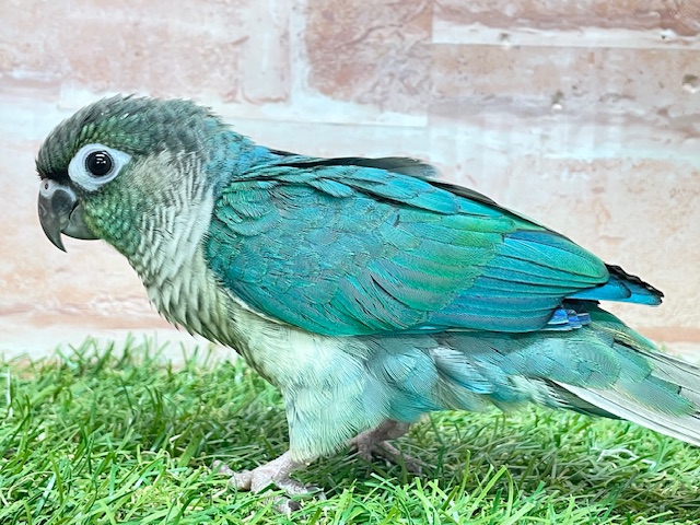 青色の美鳥ちゃん登場🔥🔥🔥 ホオミドリウロコインコの“ブルー”カラー☆ ウロコインコ