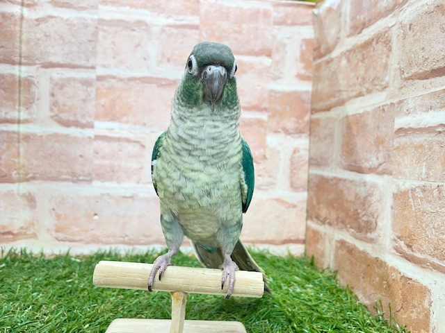 青色の美鳥ちゃん登場🔥🔥🔥 ホオミドリウロコインコの“ブルー”カラー☆ ウロコインコ