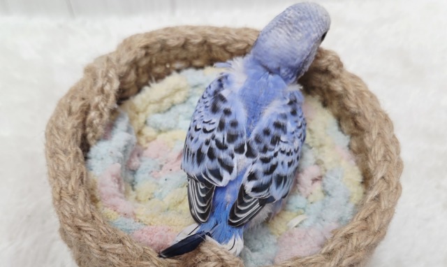 ブルーオパーリンの可愛い子ちゃん来ております! セキセイインコ