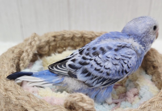 ブルーオパーリンの可愛い子ちゃん来ております! セキセイインコ