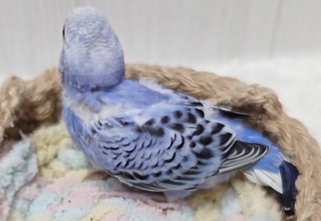 ブルーオパーリンの可愛い子ちゃん来ております! セキセイインコ