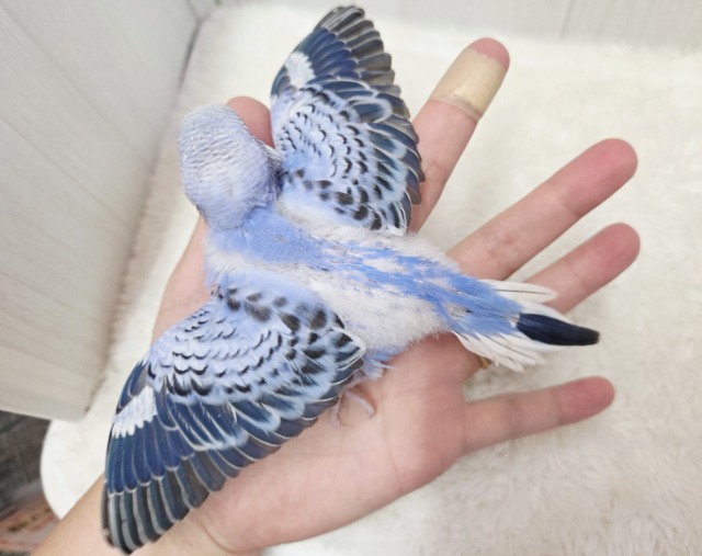 ブルーオパーリンの可愛い子ちゃん来ております! セキセイインコ