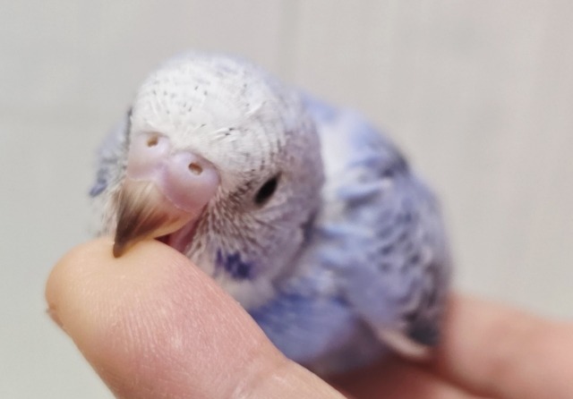 ブルーオパーリンの可愛い子ちゃん来ております! セキセイインコ