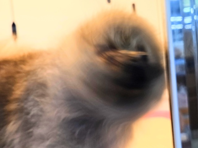 ポメラニアン