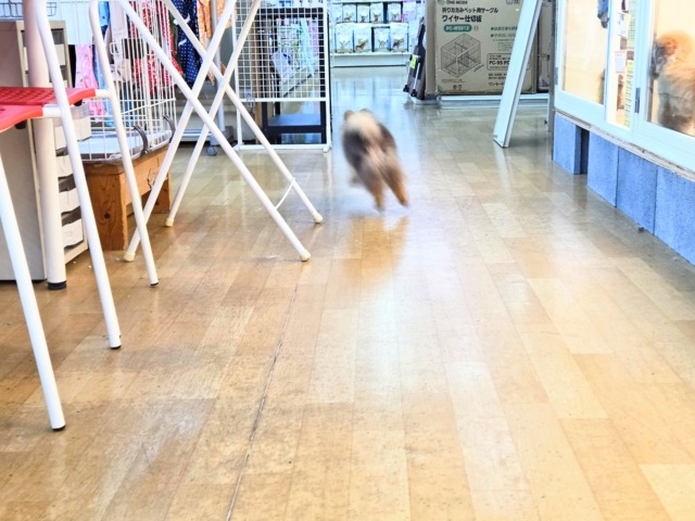 ポメラニアン