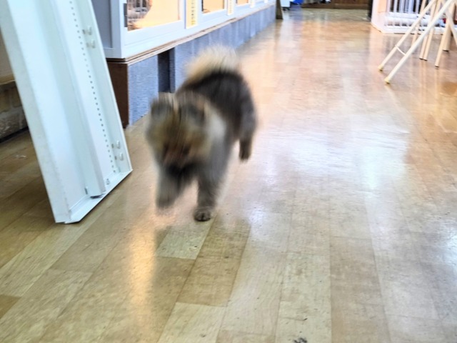 ポメラニアン