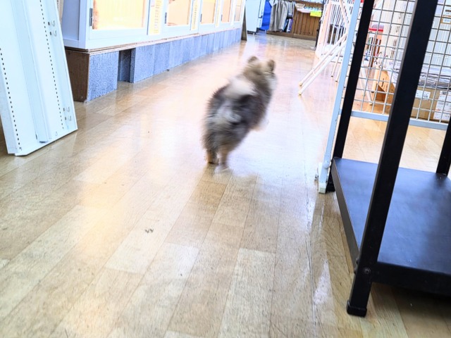 ポメラニアン
