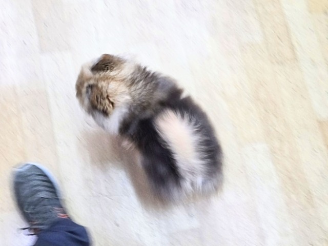ポメラニアン