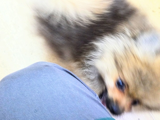 ポメラニアン
