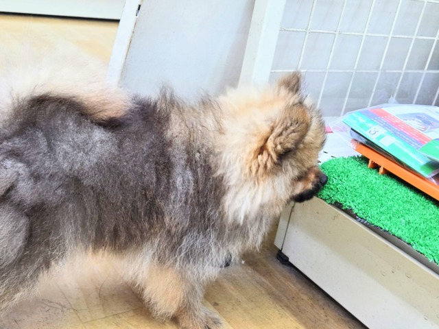 ポメラニアン