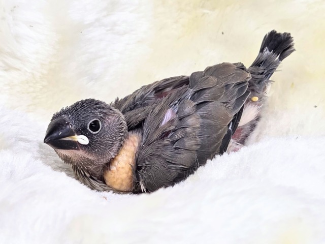 ネムくないし。。まぶたが重いだけ(?? 桜文鳥~~ 桜文鳥