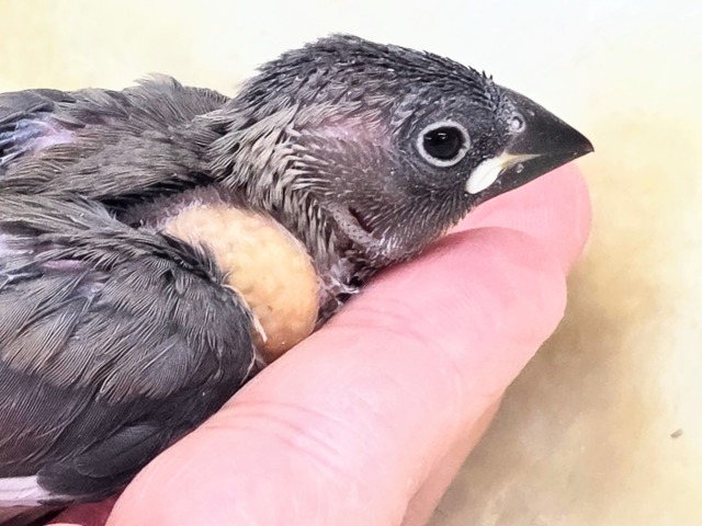 桜文鳥