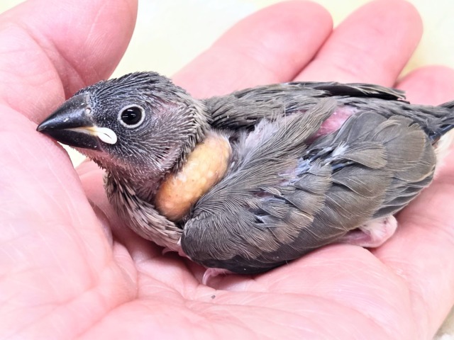 桜文鳥