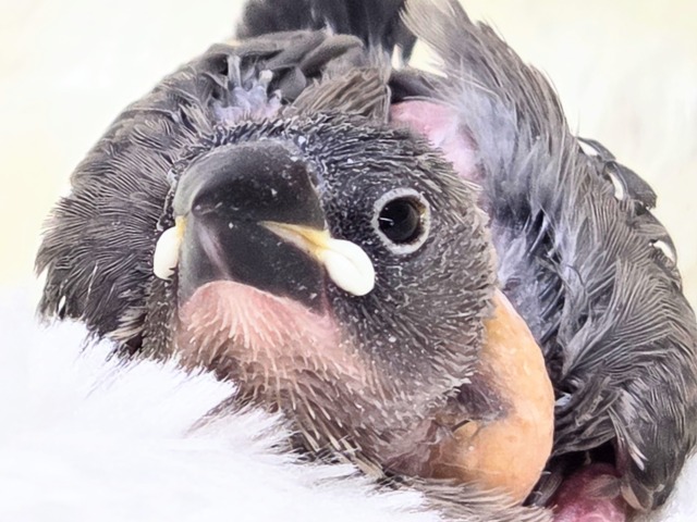 ネムくないし。。まぶたが重いだけ(?? 桜文鳥~~ 桜文鳥