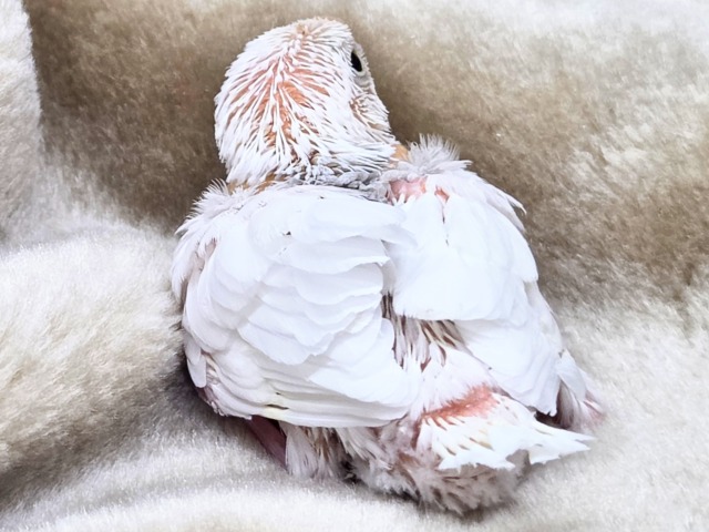 白文鳥