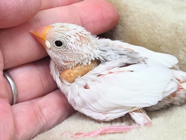 ブブんがぁ~~ 文っ♨ 白文鳥~~ 白文鳥