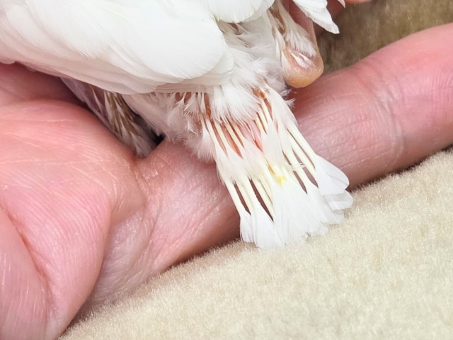 ブブんがぁ~~ 文っ♨ 白文鳥~~ 白文鳥