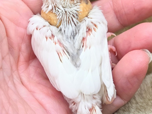 白文鳥