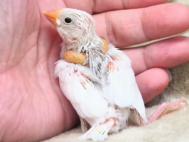 ブブんがぁ~~ 文っ♨ 白文鳥~~ 白文鳥