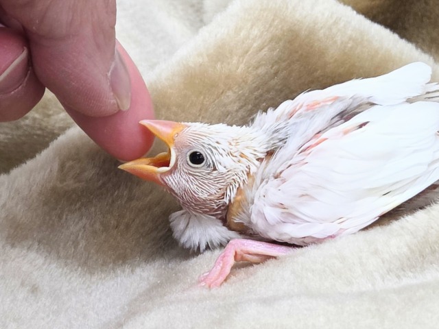 白文鳥