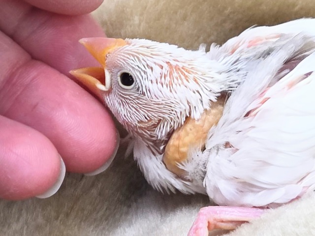 白文鳥